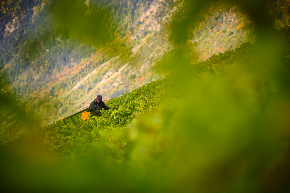191008_VINES_908